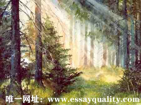 代写Essay,代写英文