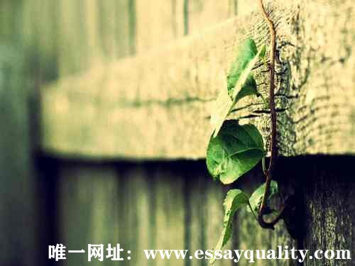 Essay代写机构要点总结